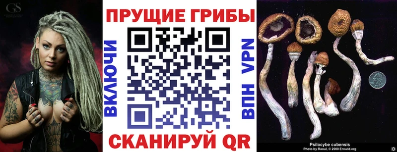 Галлюциногенные грибы Psilocybine cubensis Нальчик